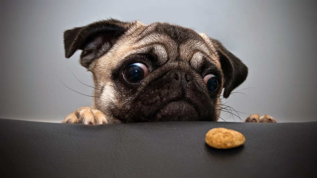 Einem Cookie wiederstehen zu können erfordert Disziplin und Willenskraft!